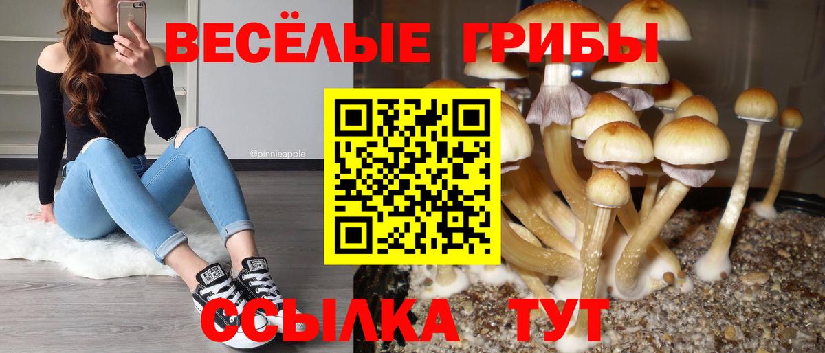 Псилоцибиновые грибы Cubensis Оренбург
